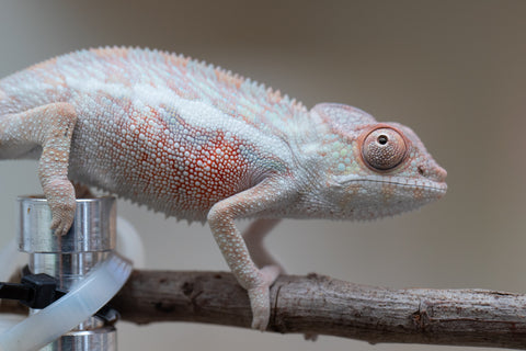 Holdbacks/Individuals: Locale Cross offspring from "Prince Imrahil" x "Mena Fitaingenana-lomboka" (AKA Red Riding Hood) - Hatched June 2025 - Male #1