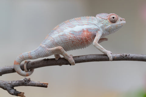 Holdbacks/Individuals: Locale Cross offspring from "Prince Imrahil" x "Mena Fitaingenana-lomboka" (AKA Red Riding Hood) - Hatched June 2025 - Male #1
