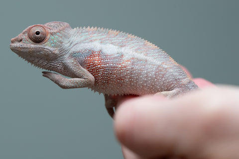 Holdbacks/Individuals: Locale Cross offspring from "Prince Imrahil" x "Mena Fitaingenana-lomboka" (AKA Red Riding Hood) - Hatched June 2025 - Male #1