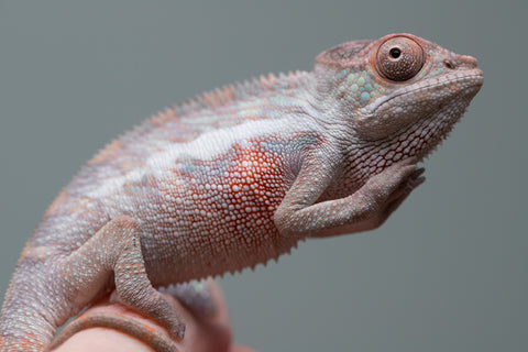 Holdbacks/Individuals: Locale Cross offspring from "Prince Imrahil" x "Mena Fitaingenana-lomboka" (AKA Red Riding Hood) - Hatched June 2025 - Male #1