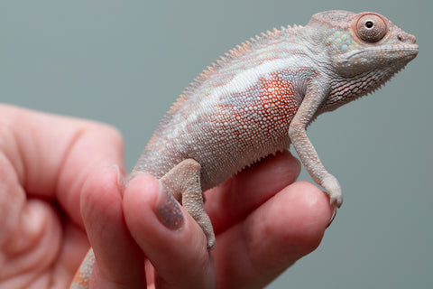 Holdbacks/Individuals: Locale Cross offspring from "Prince Imrahil" x "Mena Fitaingenana-lomboka" (AKA Red Riding Hood) - Hatched June 2025 - Male #1