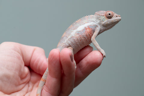 Holdbacks/Individuals: Locale Cross offspring from "Prince Imrahil" x "Mena Fitaingenana-lomboka" (AKA Red Riding Hood) - Hatched June 2025 - Male #1