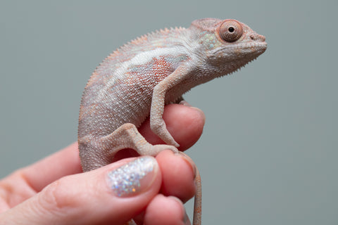 Holdbacks/Individuals: Locale Cross offspring from "Prince Imrahil" x "Mena Fitaingenana-lomboka" (AKA Red Riding Hood) - Hatched June 2025 - Male #1