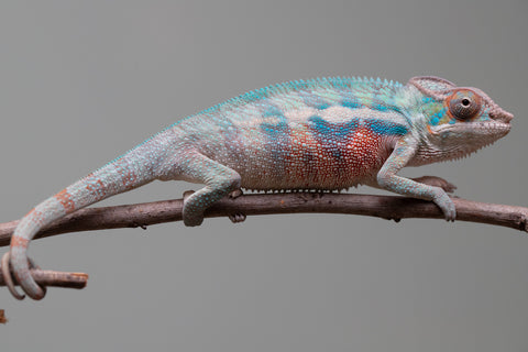 Holdbacks/Individuals: Locale Cross offspring from "Prince Imrahil" x "Mena Fitaingenana-lomboka" (AKA Red Riding Hood) - Hatched June 2025 - Male #1