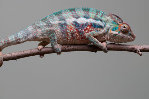 Holdbacks/Individuals: Locale Cross offspring from "Prince Imrahil" x "Mena Fitaingenana-lomboka" (AKA Red Riding Hood) - Hatched June 2025 - Male #1