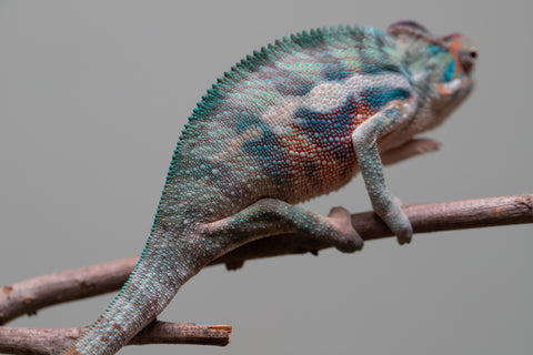 Holdbacks/Individuals: Locale Cross offspring from "Prince Imrahil" x "Mena Fitaingenana-lomboka" (AKA Red Riding Hood) - Hatched June 2025 - Male #1