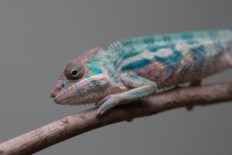 Holdbacks/Individuals: Locale Cross offspring from "Prince Imrahil" x "Mena Fitaingenana-lomboka" (AKA Red Riding Hood) - Hatched June 2025 - Male #1