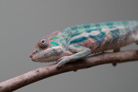 Holdbacks/Individuals: Locale Cross offspring from "Prince Imrahil" x "Mena Fitaingenana-lomboka" (AKA Red Riding Hood) - Hatched June 2025 - Male #1