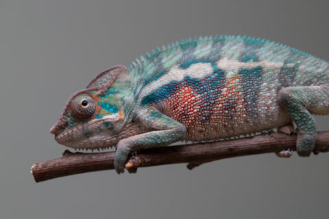 Holdbacks/Individuals: Locale Cross offspring from "Prince Imrahil" x "Mena Fitaingenana-lomboka" (AKA Red Riding Hood) - Hatched June 2025 - Male #1