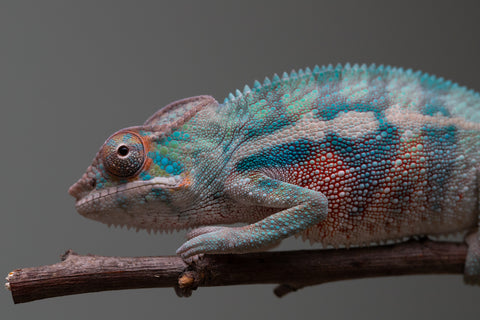 Holdbacks/Individuals: Locale Cross offspring from "Prince Imrahil" x "Mena Fitaingenana-lomboka" (AKA Red Riding Hood) - Hatched June 2025 - Male #1