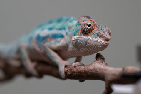 Holdbacks/Individuals: Locale Cross offspring from "Prince Imrahil" x "Mena Fitaingenana-lomboka" (AKA Red Riding Hood) - Hatched June 2025 - Male #1