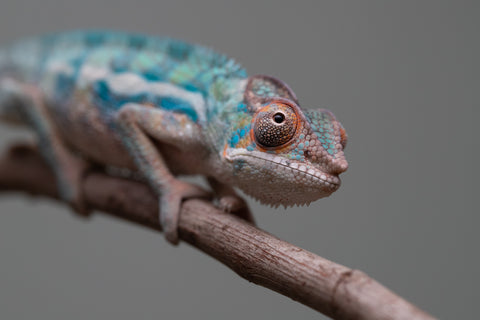 Holdbacks/Individuals: Locale Cross offspring from "Prince Imrahil" x "Mena Fitaingenana-lomboka" (AKA Red Riding Hood) - Hatched June 2025 - Male #1