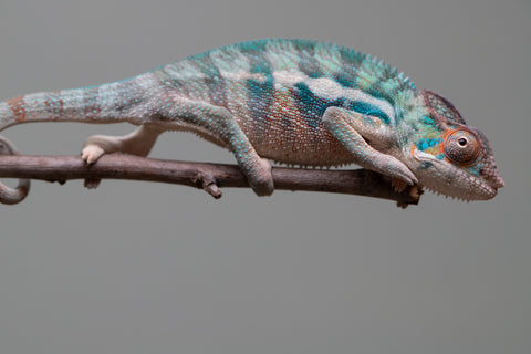 Holdbacks/Individuals: Locale Cross offspring from "Prince Imrahil" x "Mena Fitaingenana-lomboka" (AKA Red Riding Hood) - Hatched June 2025 - Male #1