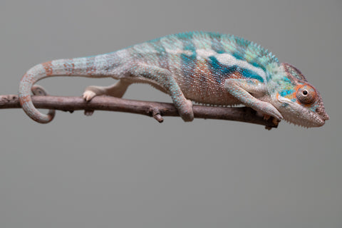 Holdbacks/Individuals: Locale Cross offspring from "Prince Imrahil" x "Mena Fitaingenana-lomboka" (AKA Red Riding Hood) - Hatched June 2025 - Male #1