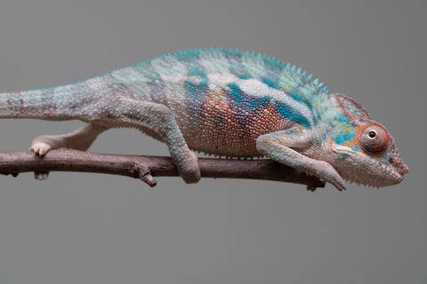 Holdbacks/Individuals: Locale Cross offspring from "Prince Imrahil" x "Mena Fitaingenana-lomboka" (AKA Red Riding Hood) - Hatched June 2025 - Male #1