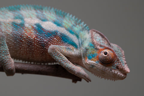 Holdbacks/Individuals: Locale Cross offspring from "Prince Imrahil" x "Mena Fitaingenana-lomboka" (AKA Red Riding Hood) - Hatched June 2025 - Male #1