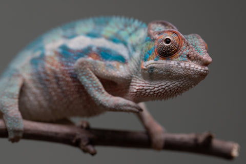 Holdbacks/Individuals: Locale Cross offspring from "Prince Imrahil" x "Mena Fitaingenana-lomboka" (AKA Red Riding Hood) - Hatched June 2025 - Male #1