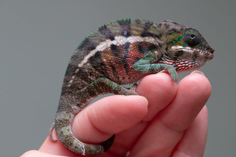 Holdbacks/Individuals: Locale Cross offspring from "Prince Imrahil" x "Mena Fitaingenana-lomboka" (AKA Red Riding Hood) - Hatched June 2025 - Male #2