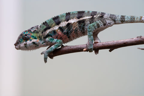 Holdbacks/Individuals: Locale Cross offspring from "Prince Imrahil" x "Mena Fitaingenana-lomboka" (AKA Red Riding Hood) - Hatched June 2025 - Male #2