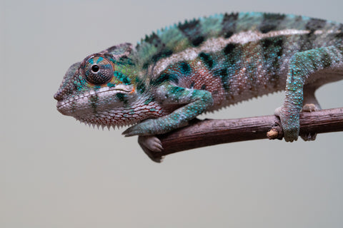 Holdbacks/Individuals: Locale Cross offspring from "Prince Imrahil" x "Mena Fitaingenana-lomboka" (AKA Red Riding Hood) - Hatched June 2025 - Male #2