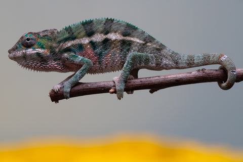 Holdbacks/Individuals: Locale Cross offspring from "Prince Imrahil" x "Mena Fitaingenana-lomboka" (AKA Red Riding Hood) - Hatched June 2025 - Male #2