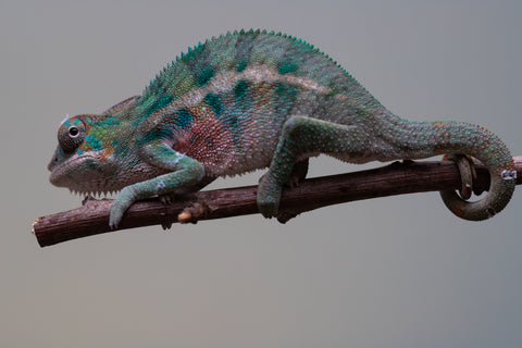 Holdbacks/Individuals: Locale Cross offspring from "Prince Imrahil" x "Mena Fitaingenana-lomboka" (AKA Red Riding Hood) - Hatched June 2025 - Male #2