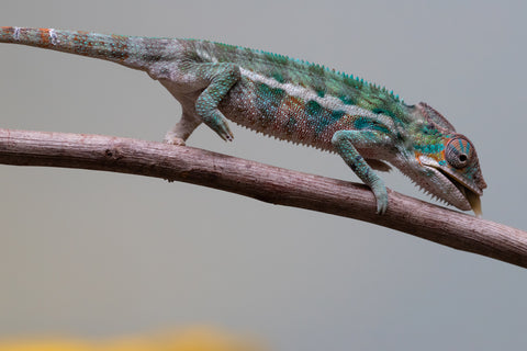 Holdbacks/Individuals: Locale Cross offspring from "Prince Imrahil" x "Mena Fitaingenana-lomboka" (AKA Red Riding Hood) - Hatched June 2025 - Male #2
