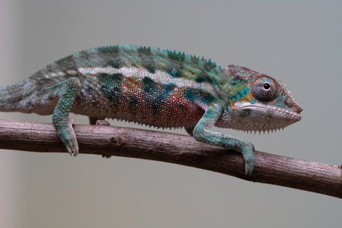 Holdbacks/Individuals: Locale Cross offspring from "Prince Imrahil" x "Mena Fitaingenana-lomboka" (AKA Red Riding Hood) - Hatched June 2025 - Male #2