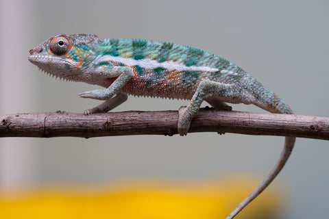 Holdbacks/Individuals: Locale Cross offspring from "Prince Imrahil" x "Mena Fitaingenana-lomboka" (AKA Red Riding Hood) - Hatched June 2025 - Male #2