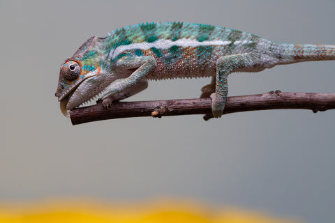 Holdbacks/Individuals: Locale Cross offspring from "Prince Imrahil" x "Mena Fitaingenana-lomboka" (AKA Red Riding Hood) - Hatched June 2025 - Male #2