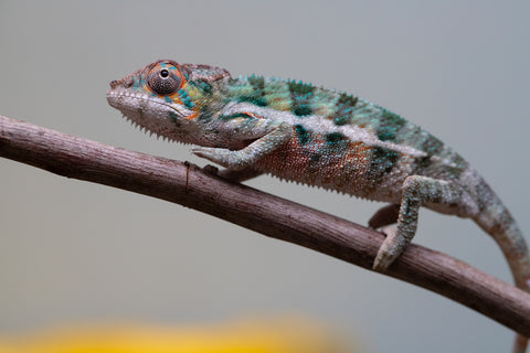 Holdbacks/Individuals: Locale Cross offspring from "Prince Imrahil" x "Mena Fitaingenana-lomboka" (AKA Red Riding Hood) - Hatched June 2025 - Male #2