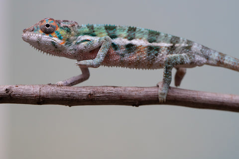Holdbacks/Individuals: Locale Cross offspring from "Prince Imrahil" x "Mena Fitaingenana-lomboka" (AKA Red Riding Hood) - Hatched June 2025 - Male #2