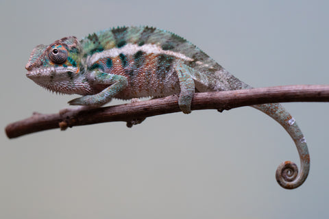 Holdbacks/Individuals: Locale Cross offspring from "Prince Imrahil" x "Mena Fitaingenana-lomboka" (AKA Red Riding Hood) - Hatched June 2025 - Male #2