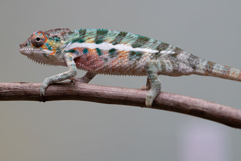 Holdbacks/Individuals: Locale Cross offspring from "Prince Imrahil" x "Mena Fitaingenana-lomboka" (AKA Red Riding Hood) - Hatched June 2025 - Male #2