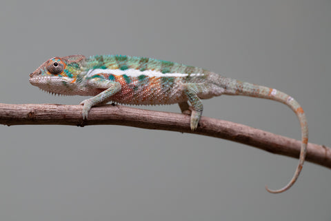 Holdbacks/Individuals: Locale Cross offspring from "Prince Imrahil" x "Mena Fitaingenana-lomboka" (AKA Red Riding Hood) - Hatched June 2025 - Male #2