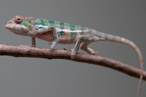 Holdbacks/Individuals: Locale Cross offspring from "Prince Imrahil" x "Mena Fitaingenana-lomboka" (AKA Red Riding Hood) - Hatched June 2025 - Male #2