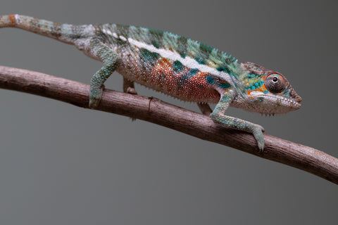 Holdbacks/Individuals: Locale Cross offspring from "Prince Imrahil" x "Mena Fitaingenana-lomboka" (AKA Red Riding Hood) - Hatched June 2025 - Male #2