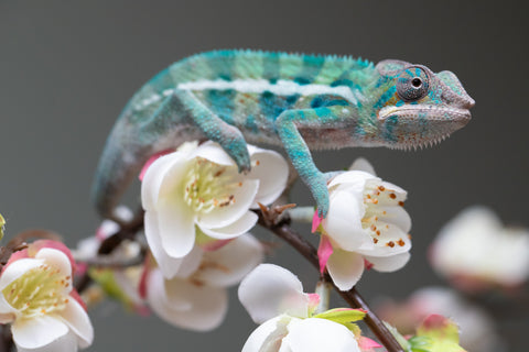 Holdbacks/Individuals: Locale Cross offspring from "Prince Imrahil" x "Mena Fitaingenana-lomboka" (AKA Red Riding Hood) - Hatched June 2025 - Male #2