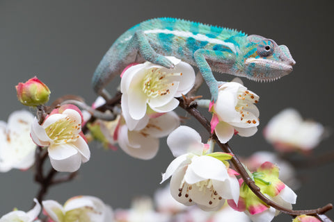 Holdbacks/Individuals: Locale Cross offspring from "Prince Imrahil" x "Mena Fitaingenana-lomboka" (AKA Red Riding Hood) - Hatched June 2025 - Male #2