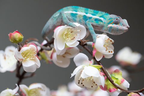 Holdbacks/Individuals: Locale Cross offspring from "Prince Imrahil" x "Mena Fitaingenana-lomboka" (AKA Red Riding Hood) - Hatched June 2025 - Male #2