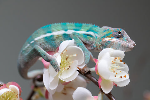 Holdbacks/Individuals: Locale Cross offspring from "Prince Imrahil" x "Mena Fitaingenana-lomboka" (AKA Red Riding Hood) - Hatched June 2025 - Male #2