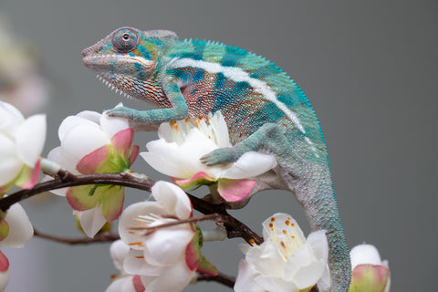 Holdbacks/Individuals: Locale Cross offspring from "Prince Imrahil" x "Mena Fitaingenana-lomboka" (AKA Red Riding Hood) - Hatched June 2025 - Male #2