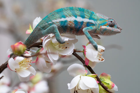 Holdbacks/Individuals: Locale Cross offspring from "Prince Imrahil" x "Mena Fitaingenana-lomboka" (AKA Red Riding Hood) - Hatched June 2025 - Male #2