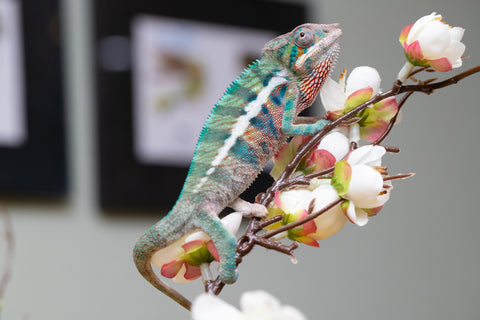 Holdbacks/Individuals: Locale Cross offspring from "Prince Imrahil" x "Mena Fitaingenana-lomboka" (AKA Red Riding Hood) - Hatched June 2025 - Male #2