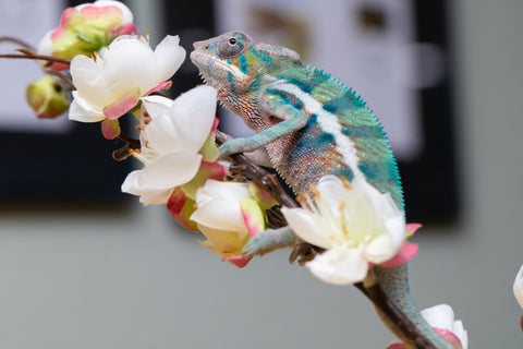 Holdbacks/Individuals: Locale Cross offspring from "Prince Imrahil" x "Mena Fitaingenana-lomboka" (AKA Red Riding Hood) - Hatched June 2025 - Male #2
