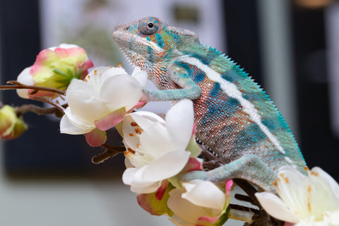 Holdbacks/Individuals: Locale Cross offspring from "Prince Imrahil" x "Mena Fitaingenana-lomboka" (AKA Red Riding Hood) - Hatched June 2025 - Male #2