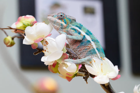 Holdbacks/Individuals: Locale Cross offspring from "Prince Imrahil" x "Mena Fitaingenana-lomboka" (AKA Red Riding Hood) - Hatched June 2025 - Male #2