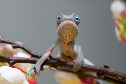Holdbacks/Individuals: Locale Cross offspring from "Prince Imrahil" x "Mena Fitaingenana-lomboka" (AKA Red Riding Hood) - Hatched June 2025 - Male #2
