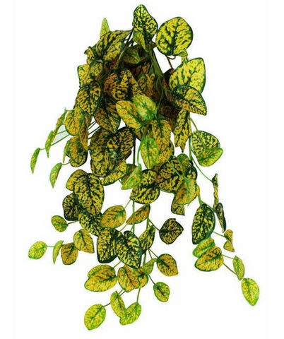 Pangea Hanging Bush Plants - FREE SHIPPING with your Chameleon!