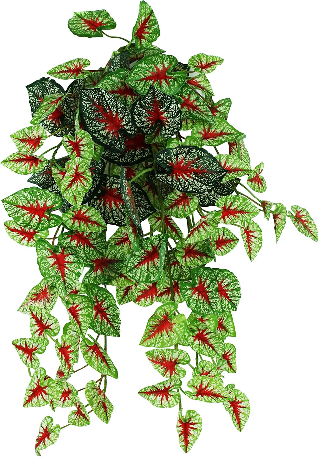 hanging bush plant Pangea Hanging Bush Plants
